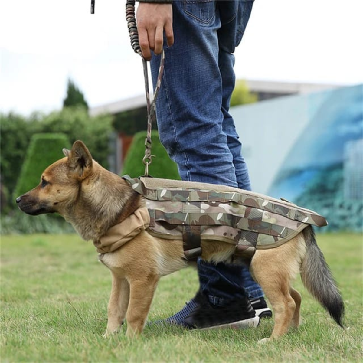 correa para perro de nailon antitirones táctica mosquetón en aluminio