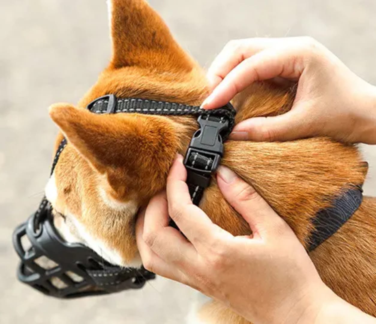 Bozal de Caucho Natural para Perros | Cómodo, Resistente y Seguro