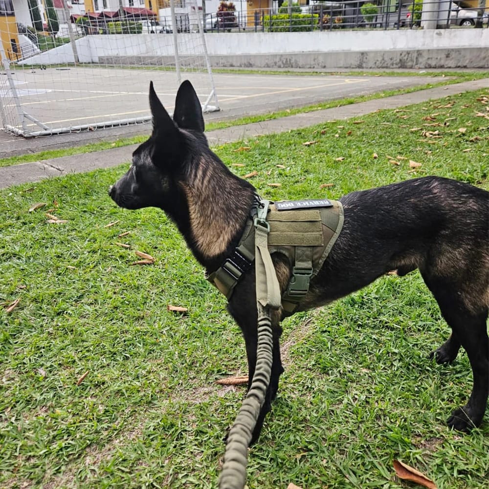 arnés pechera para perro grande y mediano táctico duradero con correa