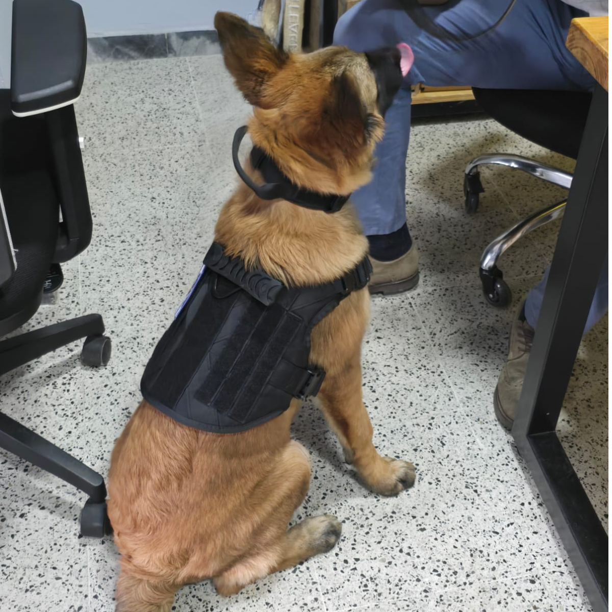 pechera táctica delta para perro | arnés militar premium pechera táctica delta para perro | arnés militar premium